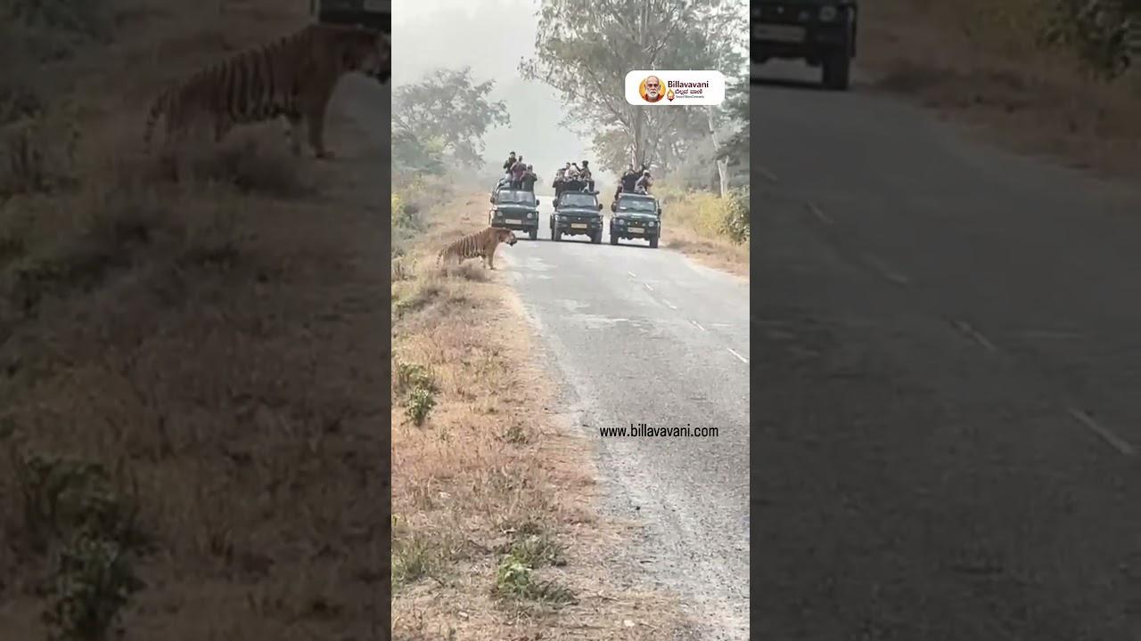 ಕಾಡಿನ ರಾಜ ರಸ್ತೆ ಮೇಲೆ!..ರಸ್ತೆ ಮಧ್ಯೆ ಹುಲಿಯ ರಾಯಲ್ ಎಂಟ್ರಿ 🐅🔥